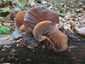 Júdásfülgomba (Auricularia auricula-judae), Budai-hegység